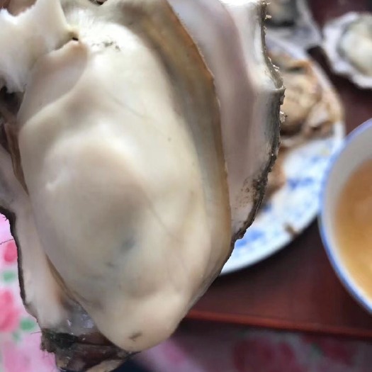 乳山市乳山牡蛎 乳山生蚝 一手货源 肉质肥美