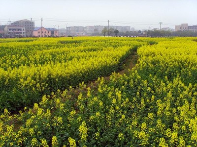  压榨菜籽油