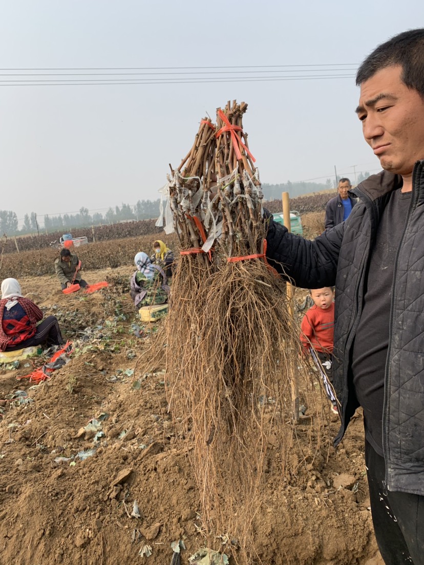 蜜光葡萄苗 保证纯度 保证质量  基地直销 可实地考察