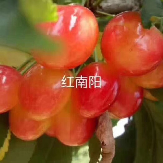 平度市红南阳樱桃苗 红南阳大樱桃果，特别甜，品种齐全，需要苗子的抓紧和我联系