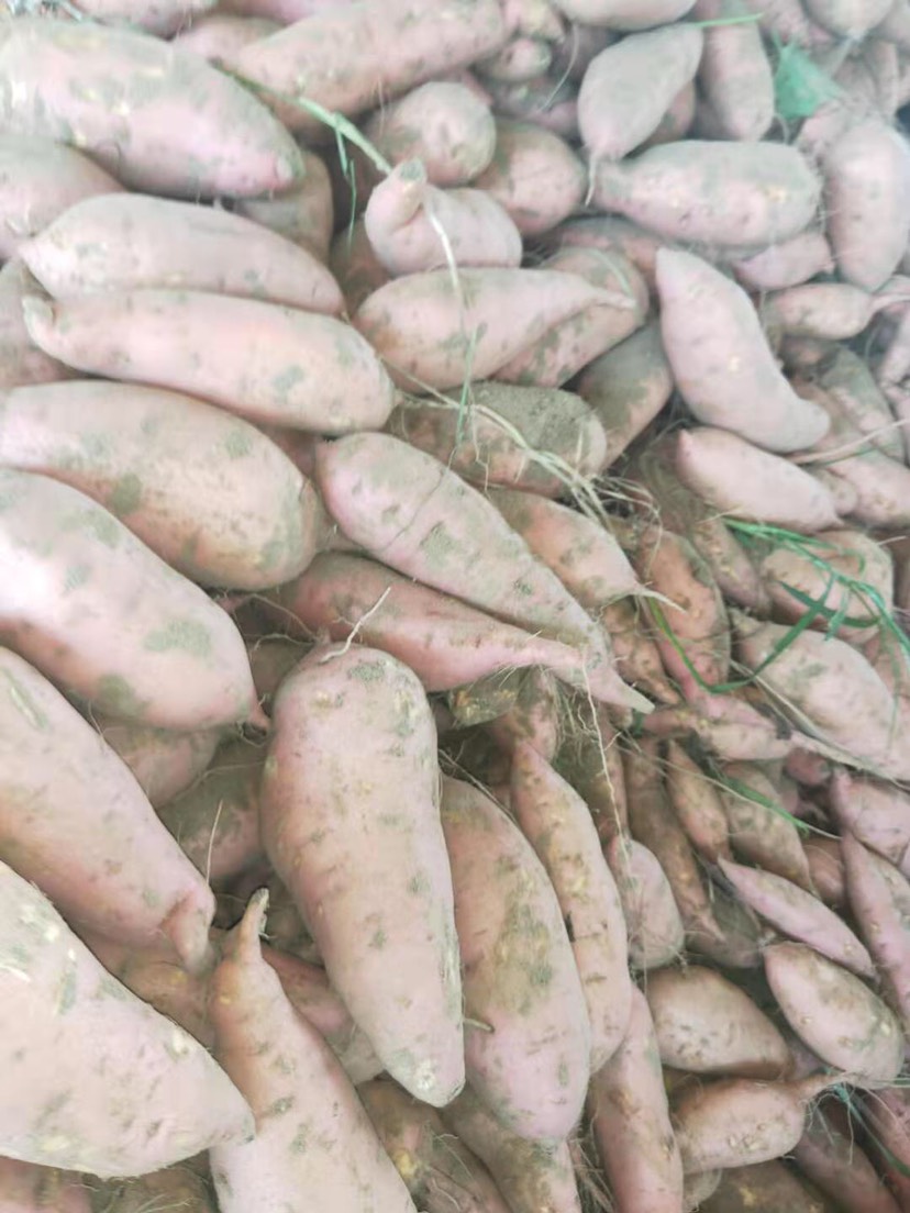[西瓜红批发] 开封优质红薯种植基地价格06元/斤 