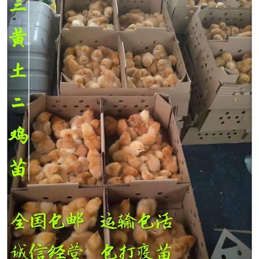 南京三黄鸡苗 三黄土二公苗。120天7斤，诚信经营。质量保证