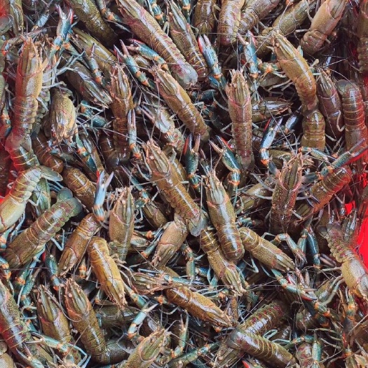 蒲城县 澳洲淡水小龙虾