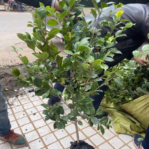 苍溪县茶花树 50~80cm