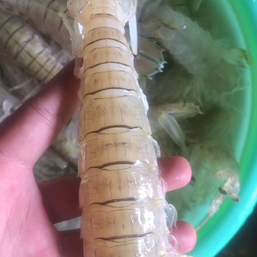 北海 皮皮虾，冰鲜