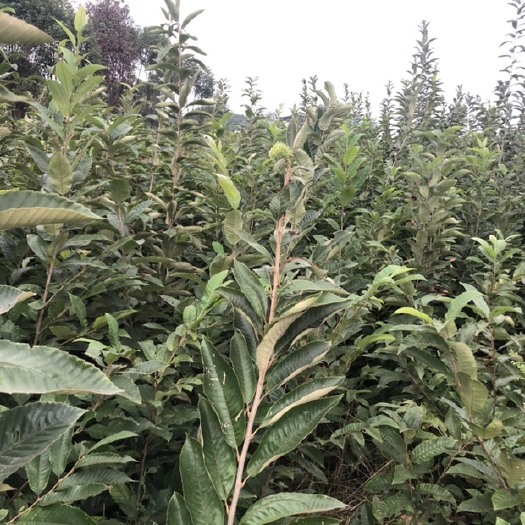 重庆市罗田板栗苗 嫁接苗 1~1.5米