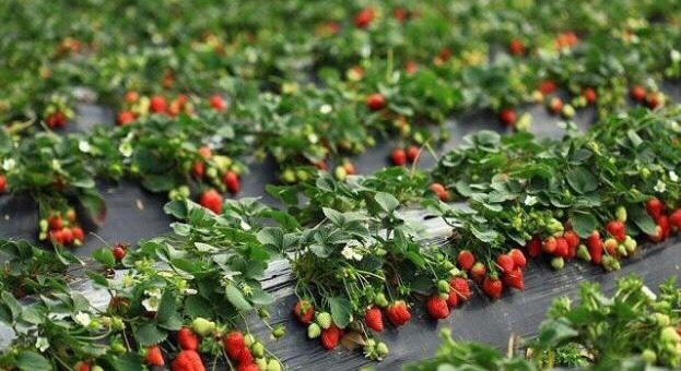 保定红颜草莓 40克以上