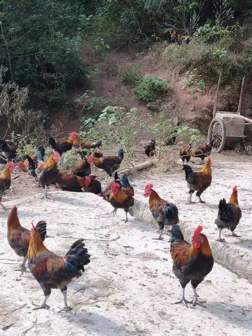  纯散养土鸡，只有四百多只。全收价格可协商