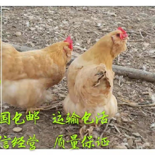 南京 胡须鸡苗厂家批发。诚信经营。全国包邮