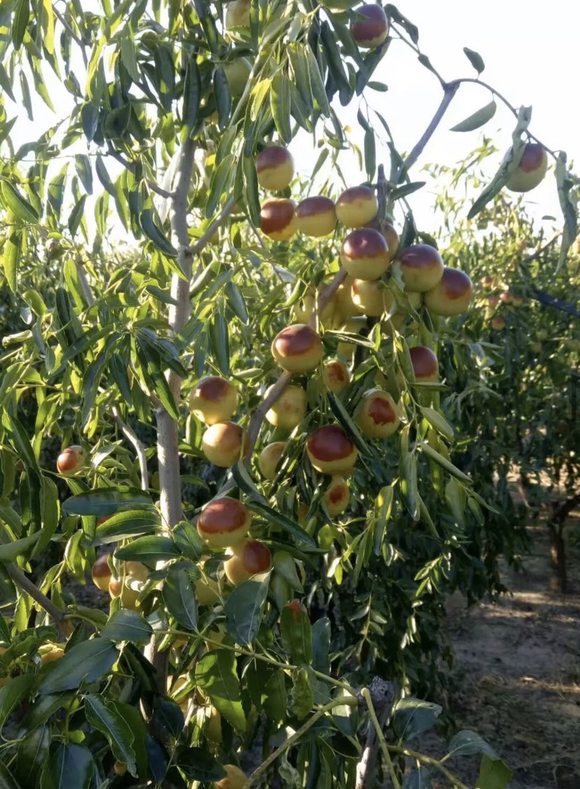 红枣树成熟期图片