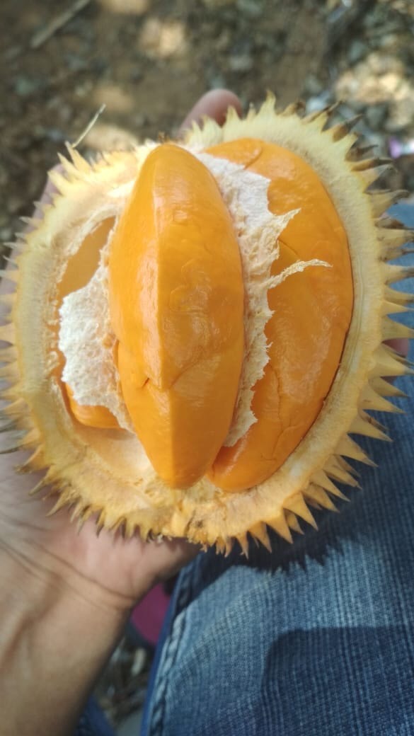  马来西亚红肉榴莲