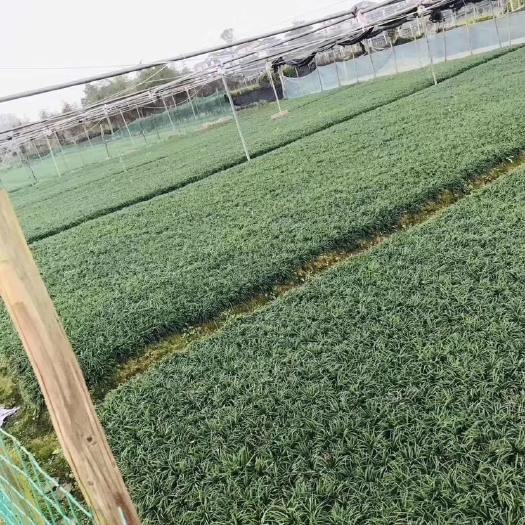 长沙玉龙草