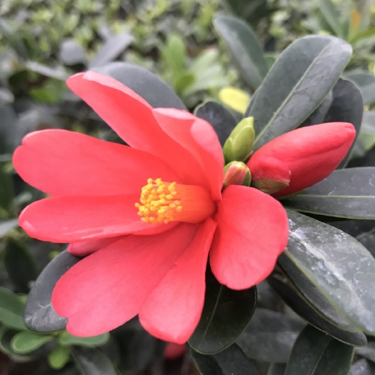 漳平市 四季杜鹃红山茶花，各种规格大小苗，基地批发