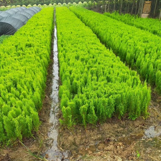 长沙洒金柏