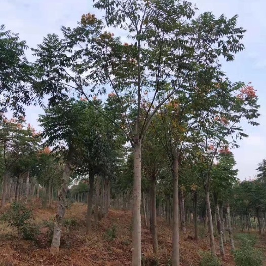 长沙普通栾树
