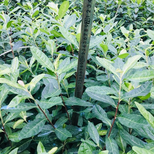 建德市白茶树苗 独本苗 0.5米以下