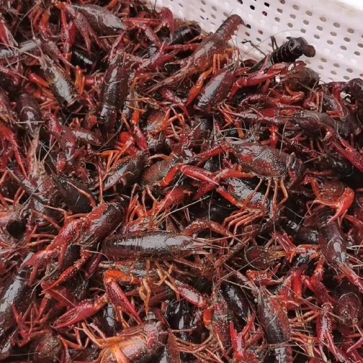 合浦县清水小龙虾 6-8钱 人工养殖