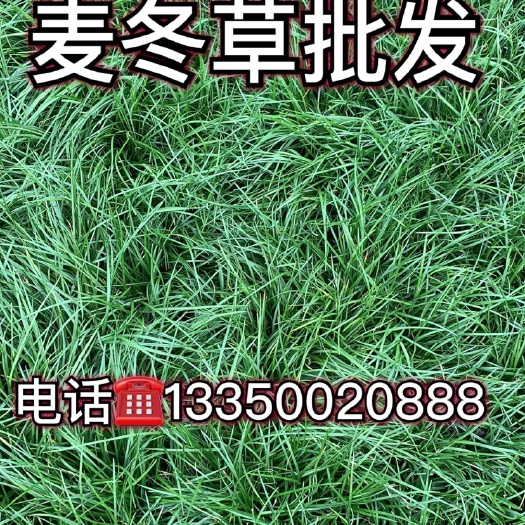 三台县 大量批发麦冬草