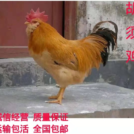 南京 龙门胡须鸡苗公苗批发。 诚信经营。运输包活