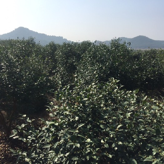 分宜县野生山茶油