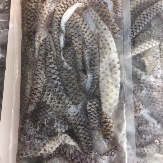 冰鲜鱼皮 新鲜鱼皮