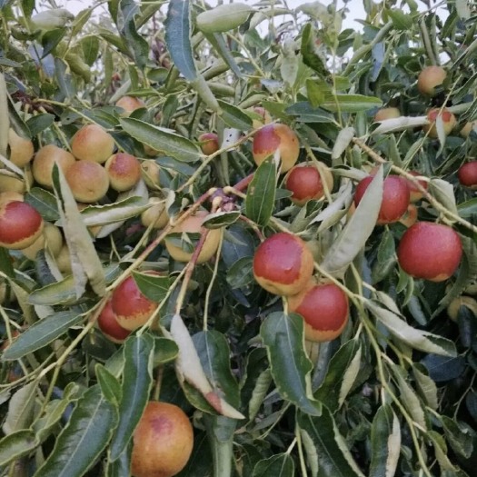 平邑县 枣树苗沾化冬枣树苗南北方种植带土发货