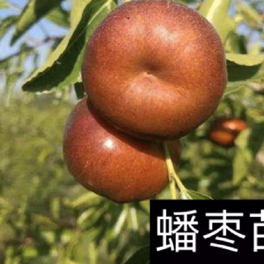 平邑县 枣树苗，蟠枣树苗，盆栽地栽南方，北方种植当年结果