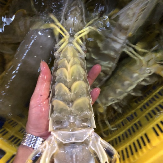 广州 活动价：皮皮虾，富贵虾