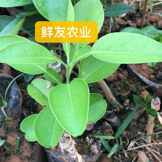 南宁泰国红宝石柚苗
