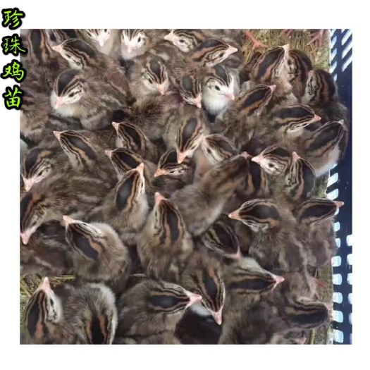 南京 珍珠鸡苗常年供应，包打疫苗，诚信经营