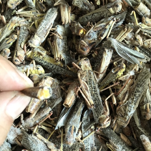 玉田县 蝗虫冷冻新鲜蚂蚱活体速冻东亚飞蝗