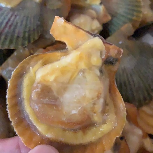 深圳扇贝干 半壳黄金扇贝新鲜冷冻黄金扇贝肉140只/箱