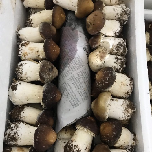 淮北大球盖菇菌种 球盖菇上市了