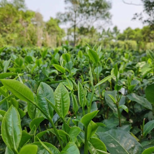 正秋红茶