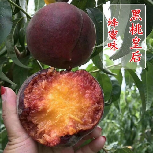 平邑县 桃苗黑桃苗，假一赔十，质量保证，保证成活率，包结果