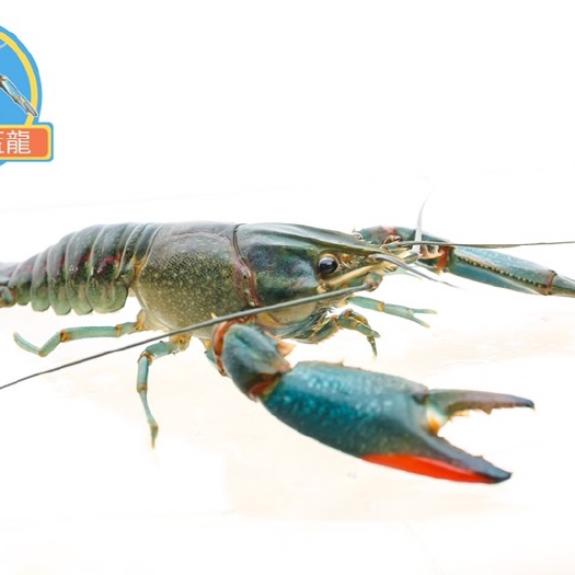 中山市 澳洲淡水龙虾 致富新产品
