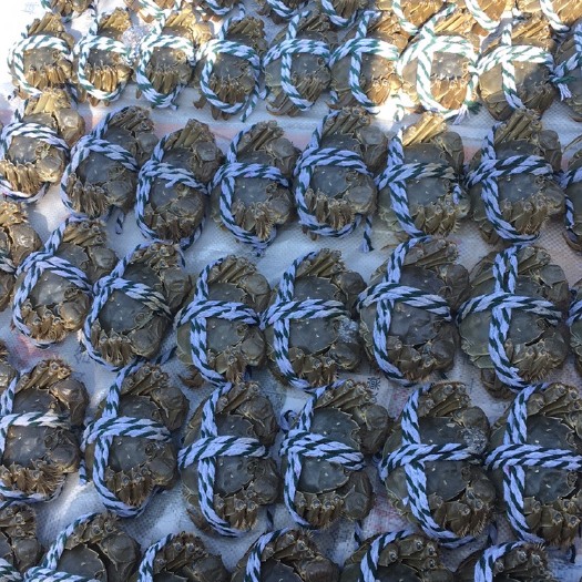 泰兴市泰兴大闸蟹 2两 母蟹