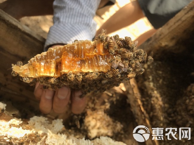 野蜂蜜  深山土蜂蜜农家自产百花蜜蜂巢蜜自然成熟原蜜
