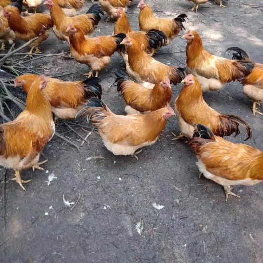 南宁三黄鸡苗 公