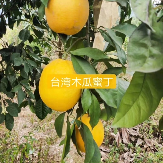 平和县脐橙树苗 木瓜蜜丁苗