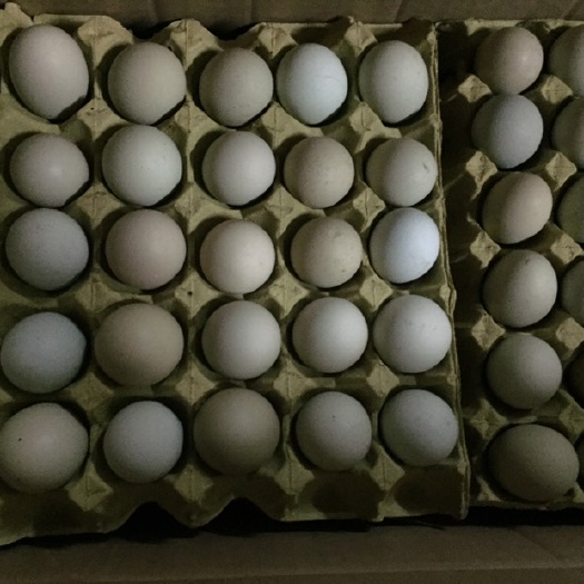 东台市绿壳鸡蛋 小绿壳