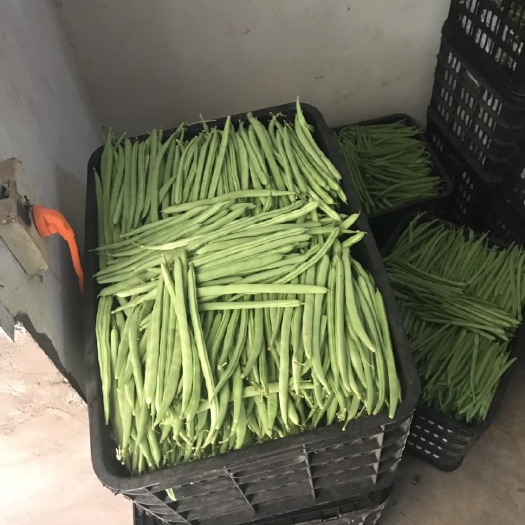 紫花四季豆  小金豆（四季豆）诚意联系