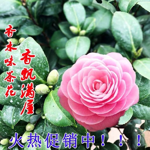 精品香纪茶花 （烈香茶花）带花苞发货 开花带有香味 基地直销