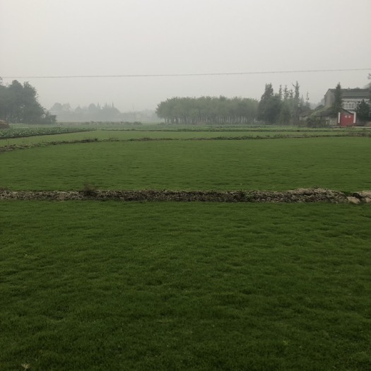 德阳草  精品2号草坪