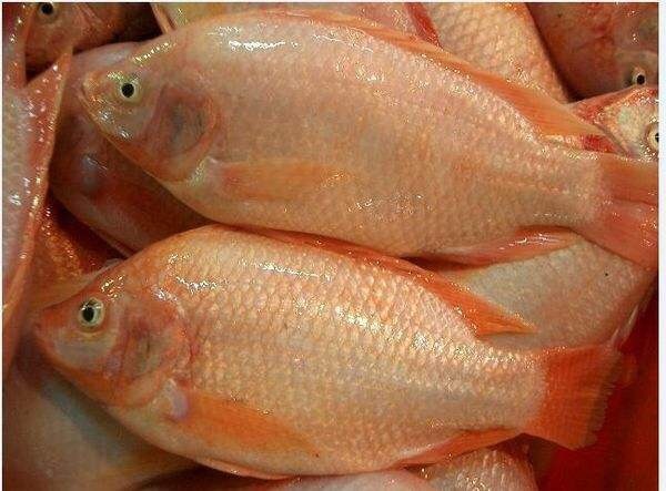 广州 红罗非鱼苗 彩虹鲷鱼苗+自孵水花