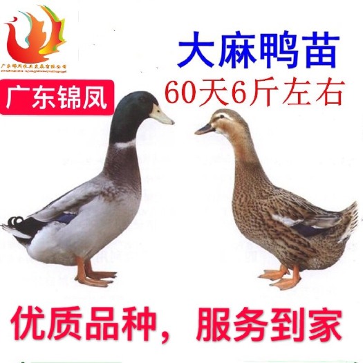 高州市 超低，出厂价！麻鸭苗
