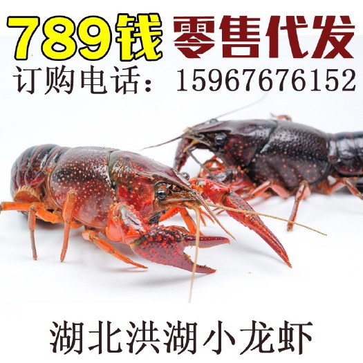 洪湖市 湖北洪湖小龙虾789钱大红清水小龙虾鲜活小龙虾全国接单发货