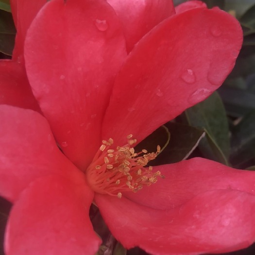高州市 四季杜鹃红山茶花开四季叶厚禄