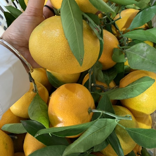 当阳市蜜桔  特早蜜橘