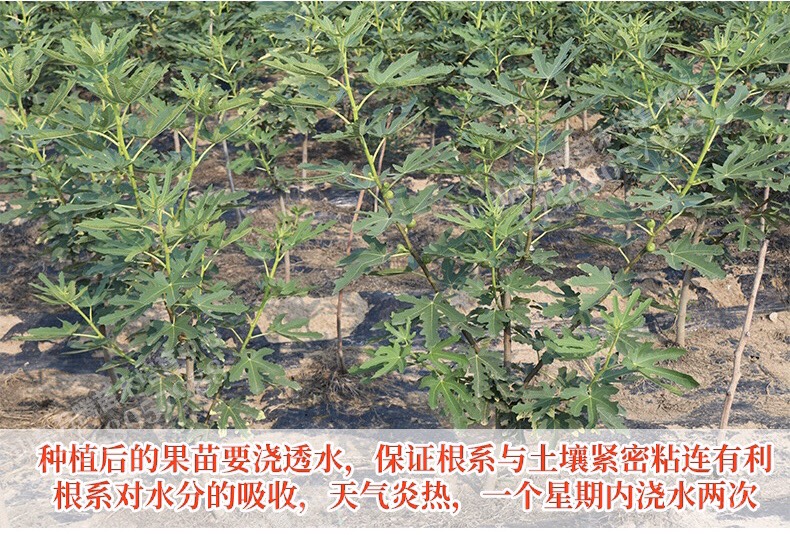  金傲芬无花果苗黄色大果 可盆栽可地载 当年结果包成活